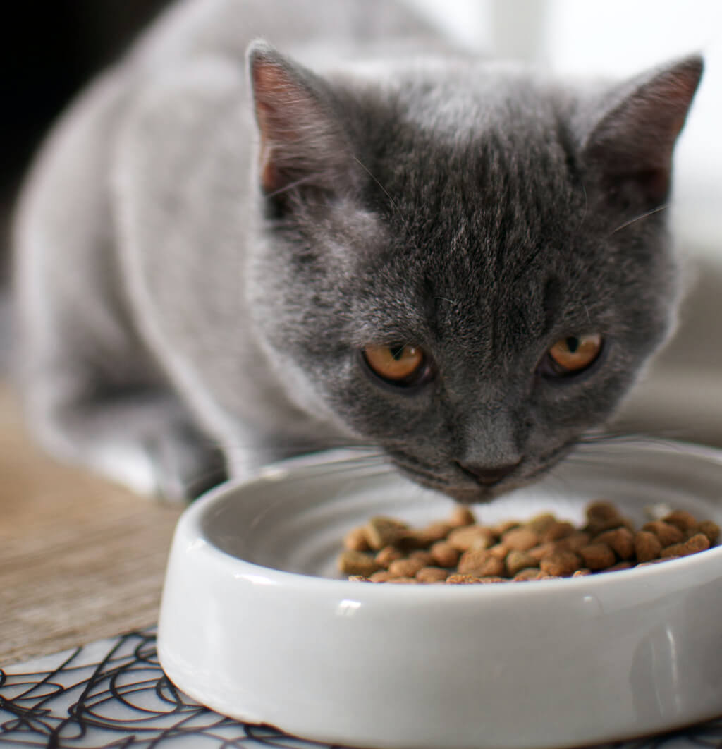 Cat looking at food